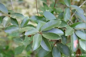 杭州临安首次发现国家二级重点保护野生植物尖叶栎图片