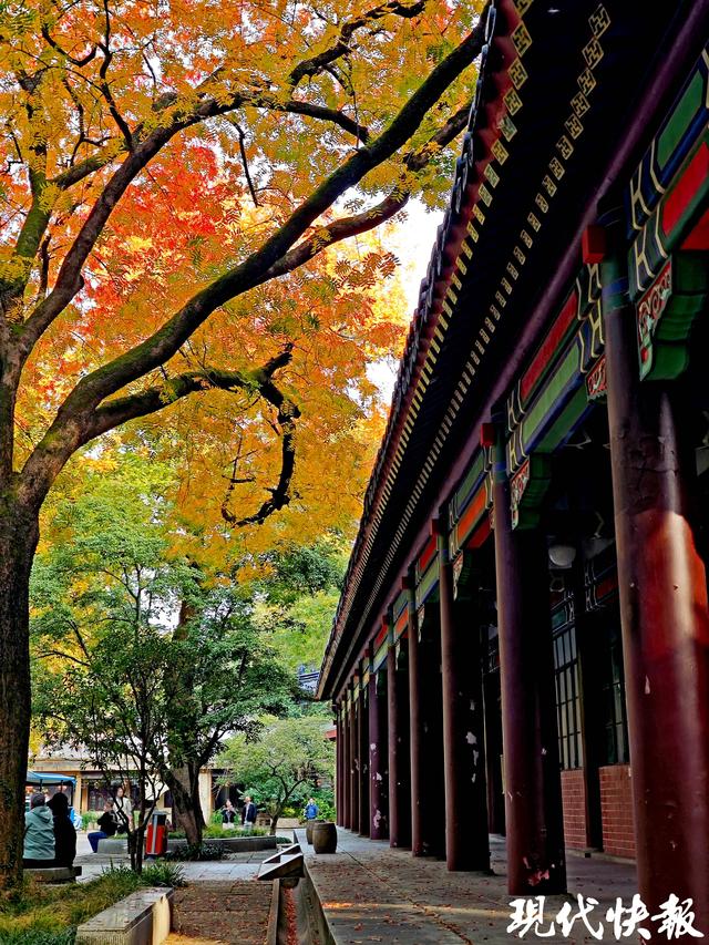 在一棵树上真的能看到四季！南京灵谷寺黄连木构成美丽秋日画卷