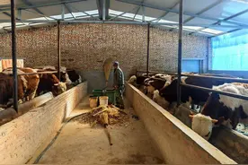 犟老爸养牛｜记者过年图片