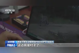 贴脸杀！虎豹频入村 红外相机监测预警屡次“立功”图片