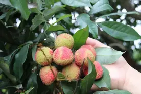 妃子笑25元一斤，南山荔枝上线啦！图片