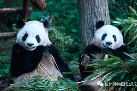 杭州动物园大熊猫馆“新馆主”今日亮相 预约攻略请收好图片
