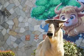 无锡动物园新晋顶流，来了！图片