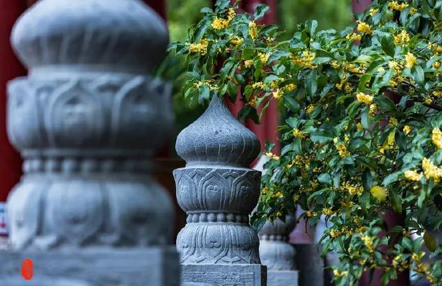 怎么能错过秦淮的秋天呢？