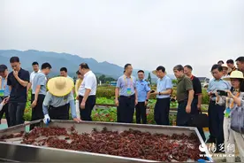 用活生态资源   做强有机产业文章  ——汉阴县双乳千亩荷塘有机农业基地发展侧记图片