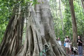云南西双版纳：多彩夏日 快乐暑假图片