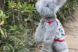 星黛露原型实锤！女生带宠物兔出街萌翻众人，网友：真的不是玩偶吗？图片