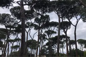 世界快照丨罗马城市风光图片