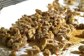 新疆柯坪县：小鹌鹑变身“金凤凰” “唱响”致富经图片