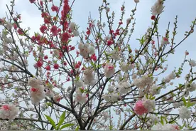 武汉青山公园“五宝桃花”盛放引游客打卡：一棵树有三种不同颜色的花，远观似云雾图片