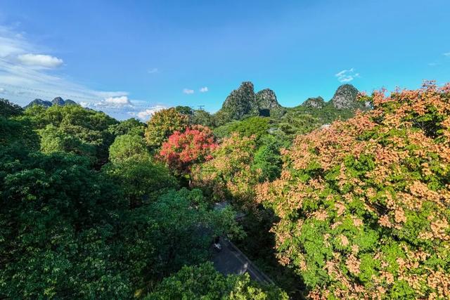 秋分至！桂林即将进入 “颜值巅峰期”，这些家门口的秋日盛景别错过！