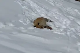 喀纳斯网红狐狸死亡和投喂有关？景区：暂不清楚，反复强调不要投喂图片