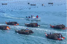 山东威海：小海带“勃发”深远海图片