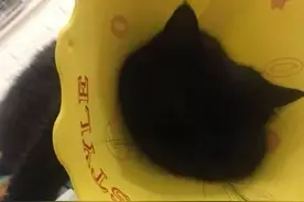 “养了黑猫以后，我连夜去看了眼科医院！”图片