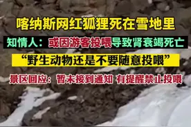 喀纳斯网红狐狸死在雪地里，知情人：或因游客投喂导致肾衰竭死亡，野生动物还是不要随意投喂。景区回应：暂未接到通知，有提醒禁止投喂图片