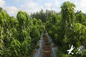 树形矮下去，效益提上来！技术革新让山东大樱桃好吃、树不难栽图片