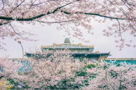 免费开放！高校赏樱路线来了图片