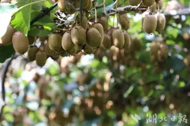 鹤峰：秋天的果实成熟了图片