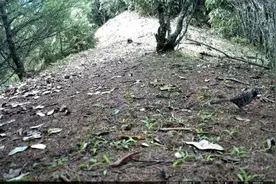 云南云龙天池保护区拍摄到29种珍稀野生动物图片