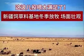 这波儿投喂太满足了！新疆饲草料基地冬季放牧 场面壮观图片