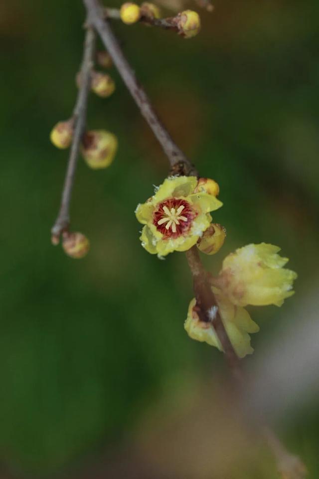 用金黄点亮季节！顾村公园蜡梅的高光时刻到了