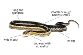 吞鹿、食卵、吃蜗牛，蛇的干饭技能有多逆天？图片