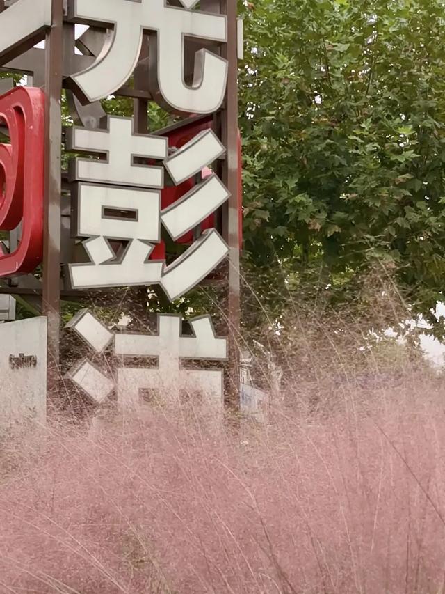 一秒圈“粉”，秋天限定浪漫“粉色花海”盛大登场！