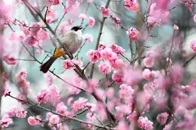 鸟语花香！鸟戏枝头美如国画图片