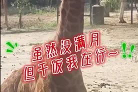 云南萌兽向你问好图片