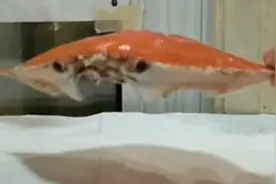 女子喝虾汤卡喉就医取出螃蟹壳，医生一语道破缘由图片