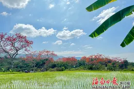 打卡绝美木棉花，海南这些地方最出片！图片