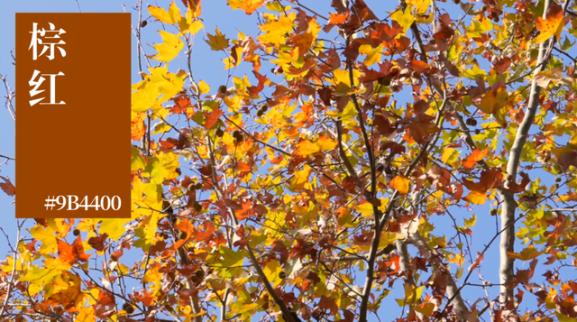 来横沙岛的秋风里，寻一抹中国黄