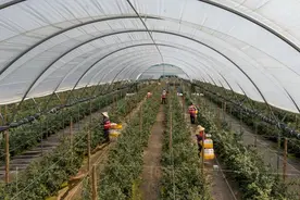 云南砚山：万亩蓝莓进入采收期图片