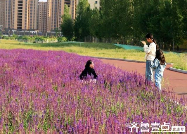 壹点号·秀山东|德州薰衣草花海的浪漫，是连呼吸都带着甜香的紫💜