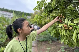 宜宾第十一届叙州荔枝季开幕图片