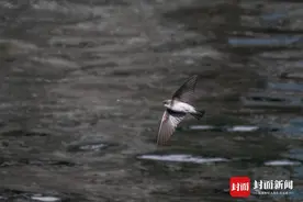 排水孔里筑巢 淡色崖沙燕春归锦江｜​图集图片