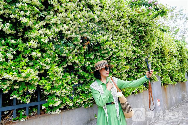 满墙花香醉行人！麒麟区风车茉莉绽放 成新晋网红打卡地