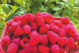 呈贡区：树莓红 产业旺图片