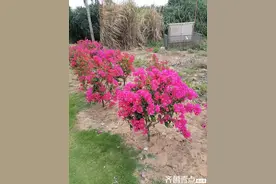 没有山的故乡，为什么分外向往大山图片