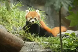 日均客流量堪比迪士尼，这座动物园为何能让游客如此“疯狂”？图片