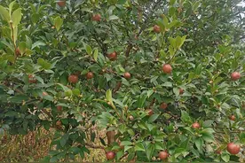 霜降至 茶果裂 咸丰35家油茶市场主体开秤收购油茶果图片