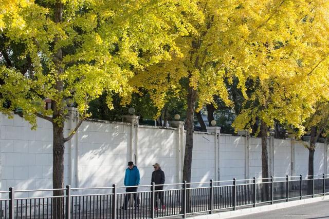 长宁最全银杏打卡点来啦，还有“宁宁”的私藏点位哦～【看“宁”的】