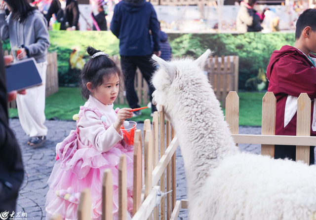 繁花、市集、音乐……青岛红树林度假世界清明小长假打造春日浪漫休闲之旅