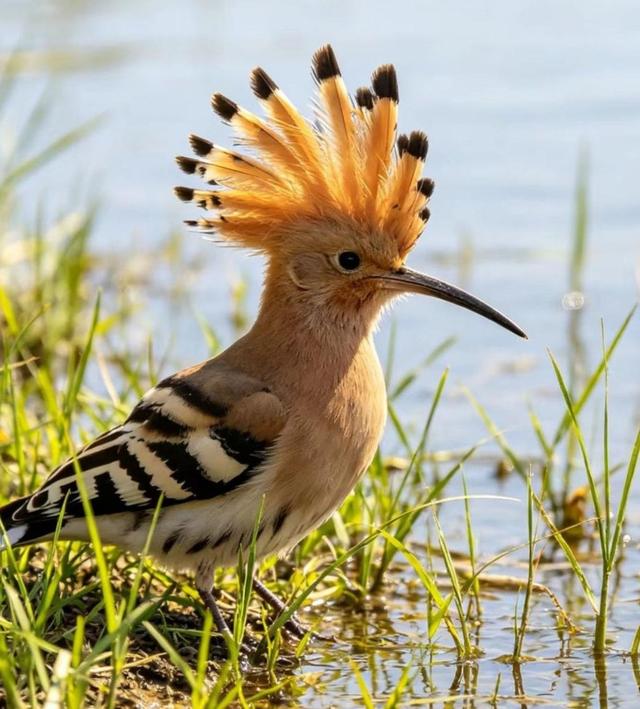 新知|五一宝藏观鸟地：沉浸式邂逅万鸟翩飞