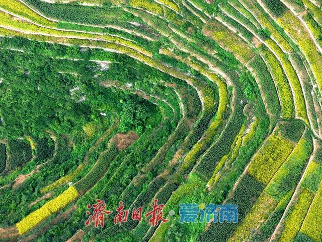 美景藏金 莱芜区茶业口镇梯田迎来最佳观赏期
