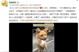 主人意外去世黄狗留守数月被救助：它一直在等待自己的主人回来图片