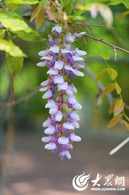 一城紫韵漫长廊！滨州紫藤花隧道迎来赏花季