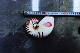 女子网购一只漂亮螺壳后被警察找上门！属于国家一级保护野生动物制品图片