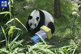 海外现存最长寿大熊猫“欣欣”迎来35岁生日图片