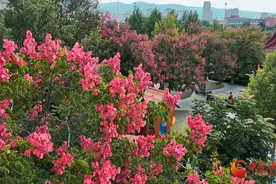 陇拍客|平凉崇信：栾树花开秋意浓图片